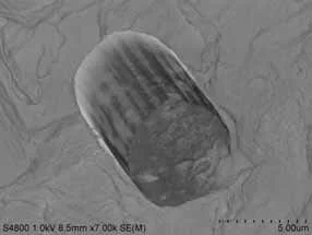 炭素繊維とPPの界面（添加前）の電子顕微鏡画像
