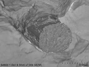 炭素繊維とPPの界面（添加後）の電子顕微鏡画像