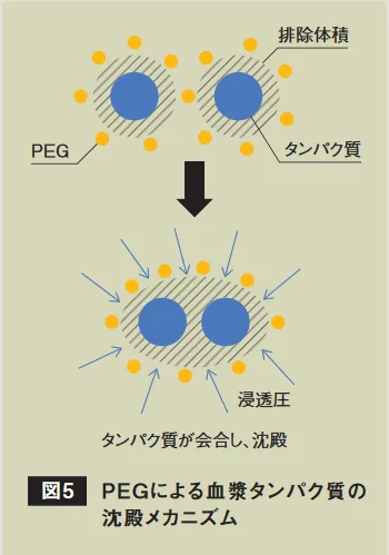 排除体積効果によりタンパク質が会合・沈殿する過程を示す模式図