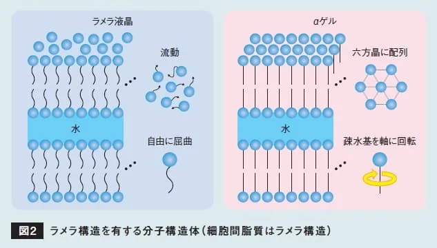 ラメラ液晶とαゲルの分子構造を比較したイラスト